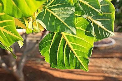 《黎明行者之血》正式公布 2026年登陆多平台