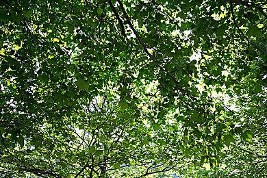 著名ROM修改社区停止运营 管理员与继任者互相指责